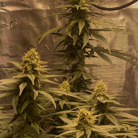Mimosa Evo growlog timeline photo