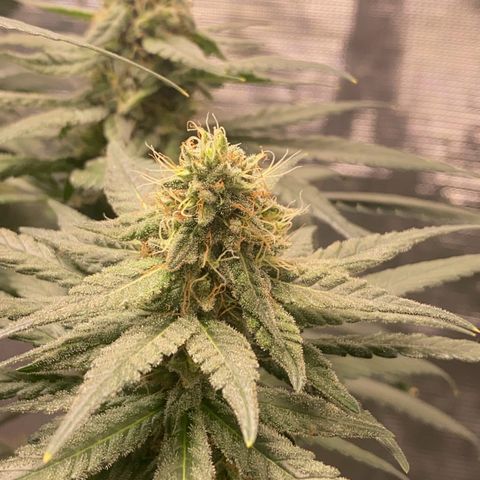 Mimosa Evo growlog timeline photo