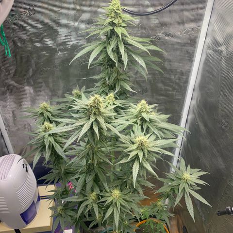 Mimosa Evo growlog timeline photo