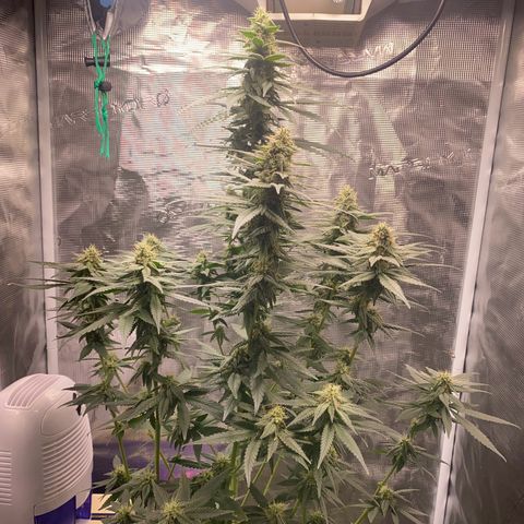 Mimosa Evo growlog timeline photo