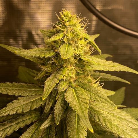 Mimosa Evo growlog timeline photo