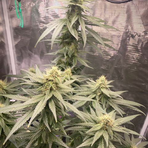 Mimosa Evo growlog timeline photo