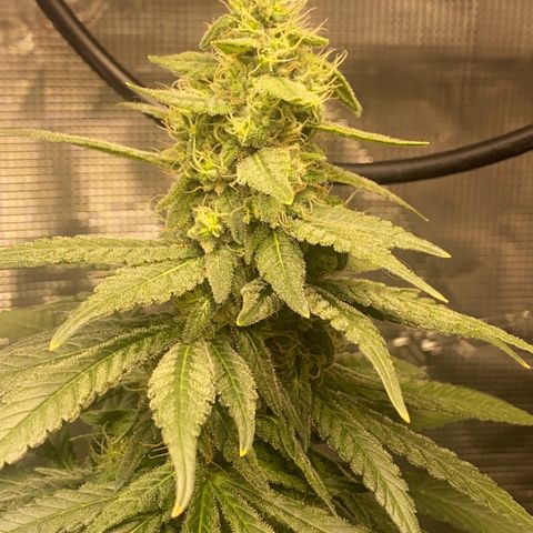 Mimosa Evo growlog timeline photo
