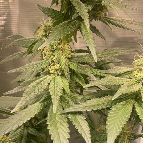 Mimosa Evo growlog timeline photo