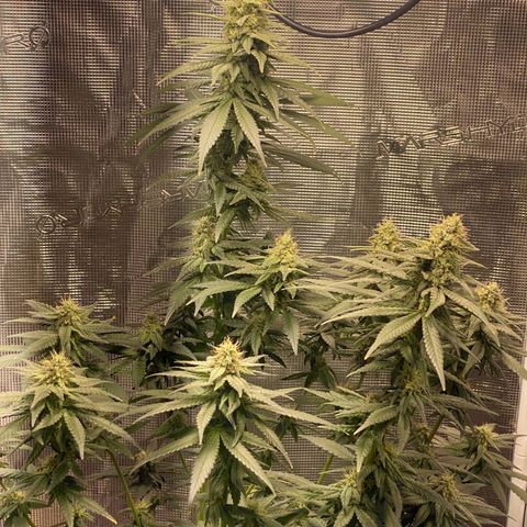 Mimosa Evo growlog timeline photo