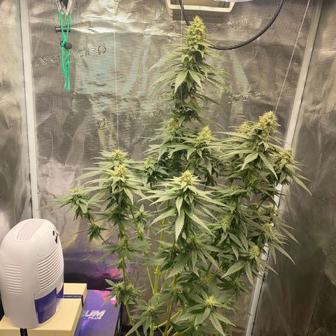 Mimosa Evo growlog timeline photo