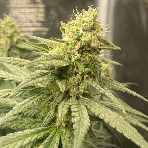 Mimosa Evo growlog timeline photo