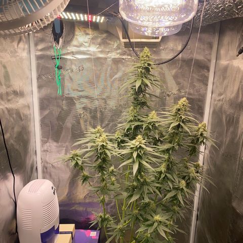 Mimosa Evo growlog timeline photo