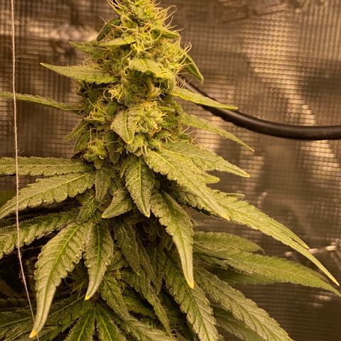 Mimosa Evo growlog timeline photo
