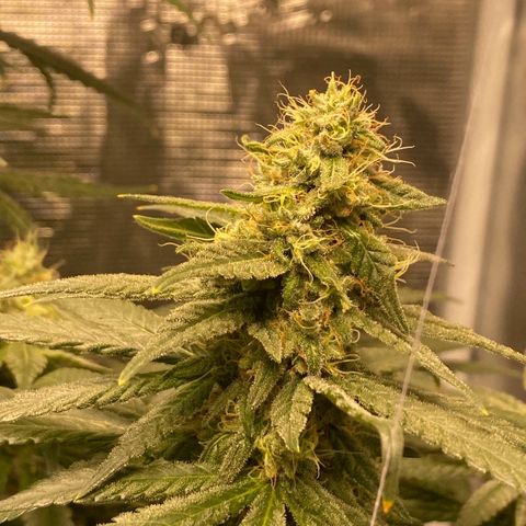 Mimosa Evo growlog timeline photo