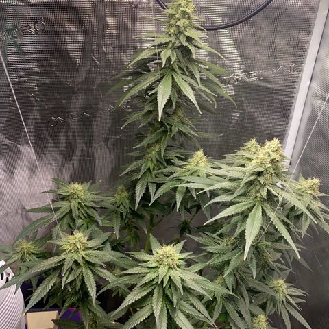 Mimosa Evo growlog timeline photo