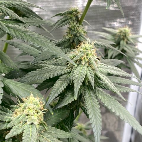 Mimosa Evo growlog timeline photo