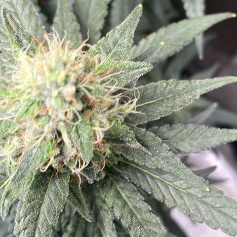 Mimosa Evo growlog timeline photo
