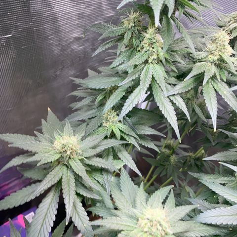 Mimosa Evo growlog timeline photo