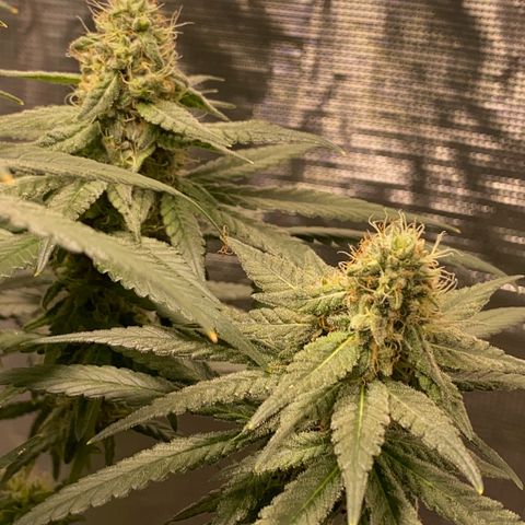 Mimosa Evo growlog timeline photo