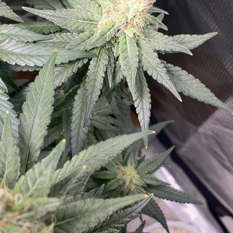 Mimosa Evo growlog timeline photo