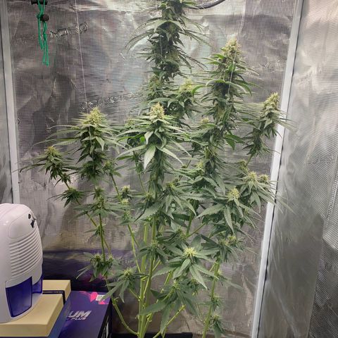 Mimosa Evo growlog timeline photo
