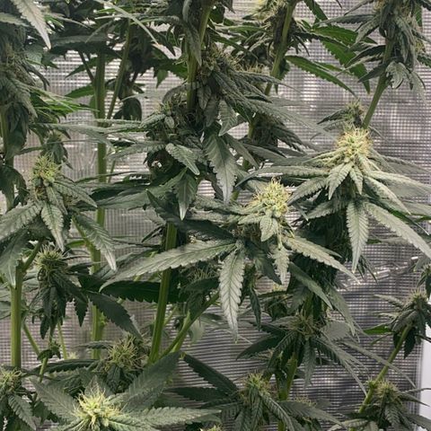 Mimosa Evo growlog timeline photo