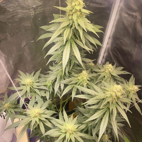 Mimosa Evo growlog timeline photo