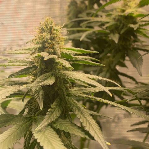 Mimosa Evo growlog timeline photo