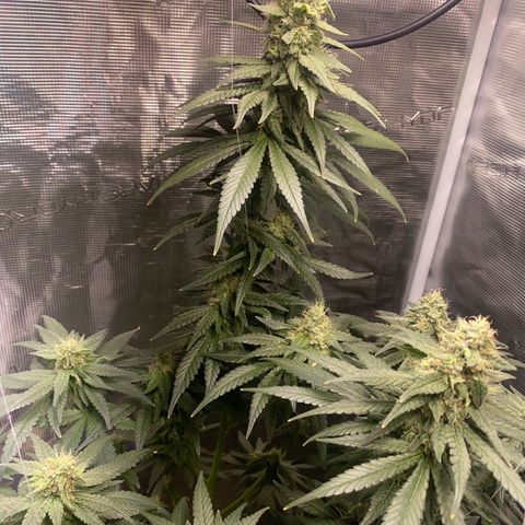Mimosa Evo growlog timeline photo