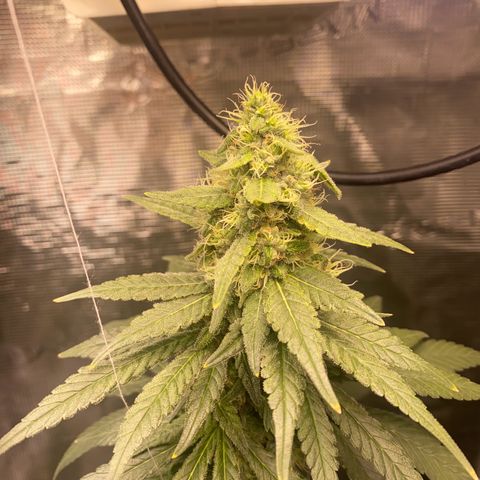 Mimosa Evo growlog timeline photo