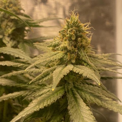 Mimosa Evo growlog timeline photo
