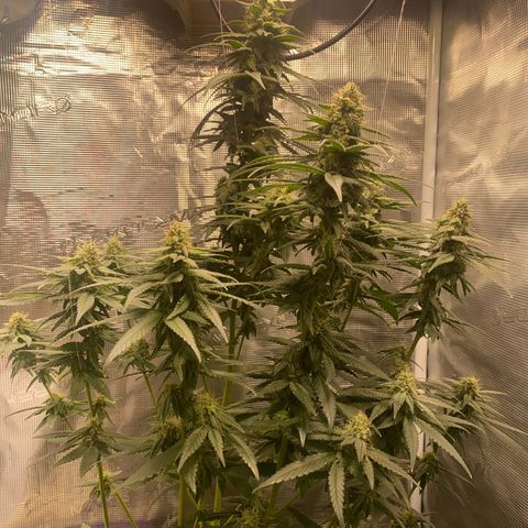 Mimosa Evo growlog timeline photo