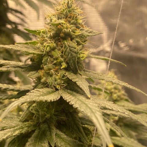 Mimosa Evo growlog timeline photo