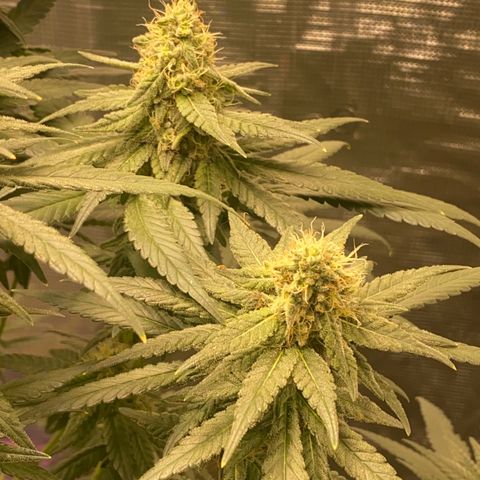 Mimosa Evo growlog timeline photo