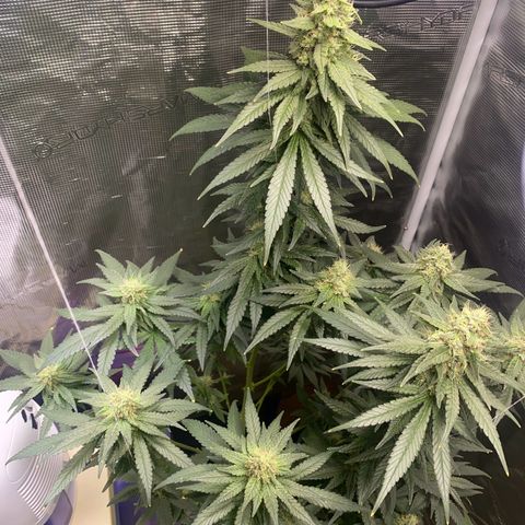 Mimosa Evo growlog timeline photo