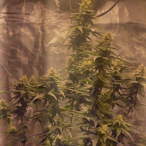 Mimosa Evo growlog timeline photo