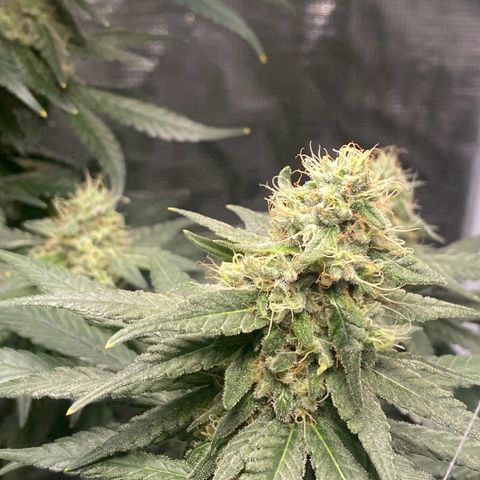 Mimosa Evo growlog timeline photo