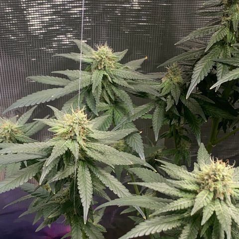 Mimosa Evo growlog timeline photo