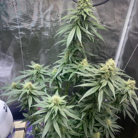 Mimosa Evo growlog timeline photo