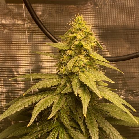 Mimosa Evo growlog timeline photo