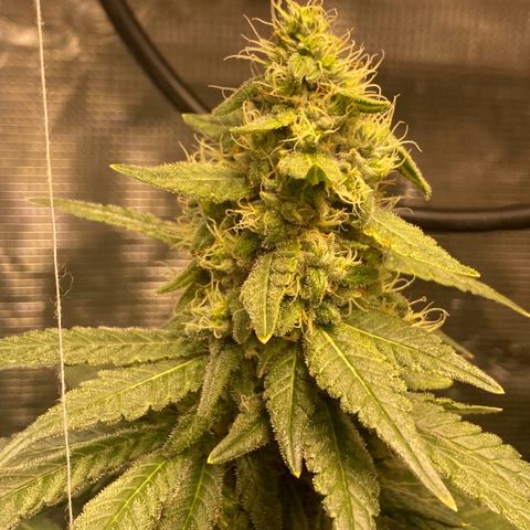 Mimosa Evo growlog timeline photo