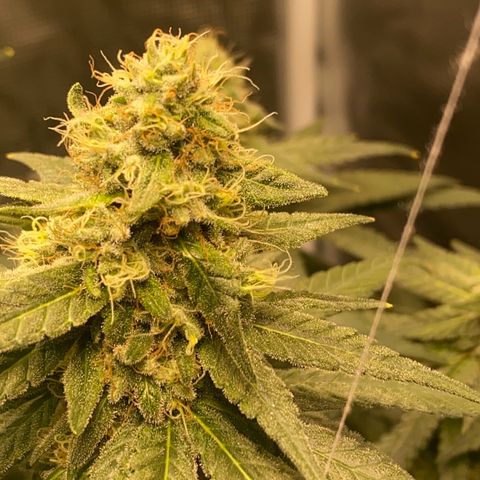 Mimosa Evo growlog timeline photo