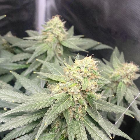 Mimosa Evo growlog timeline photo