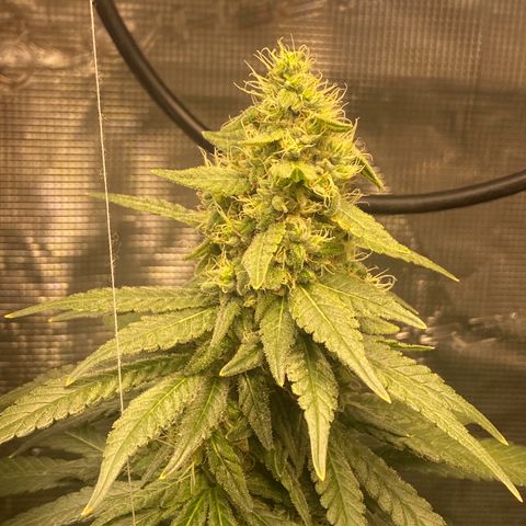 Mimosa Evo growlog timeline photo