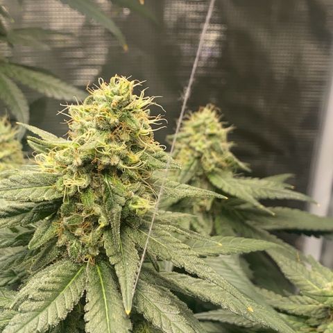Mimosa Evo growlog timeline photo