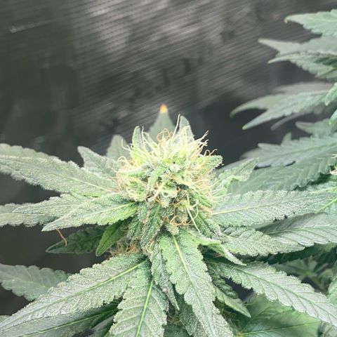 Mimosa Evo growlog timeline photo