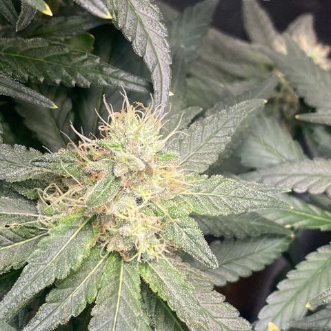 Mimosa Evo growlog timeline photo