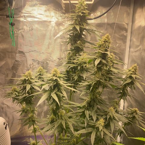 Mimosa Evo growlog timeline photo