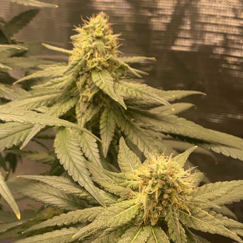 Mimosa Evo growlog timeline photo