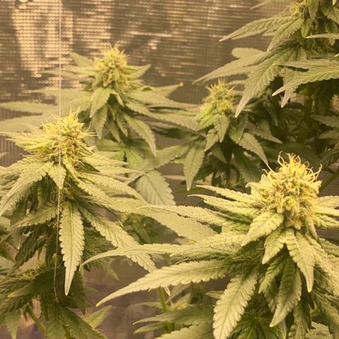 Mimosa Evo growlog timeline photo