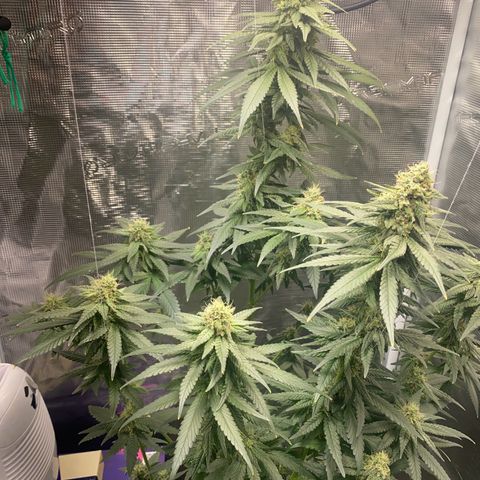 Mimosa Evo growlog timeline photo