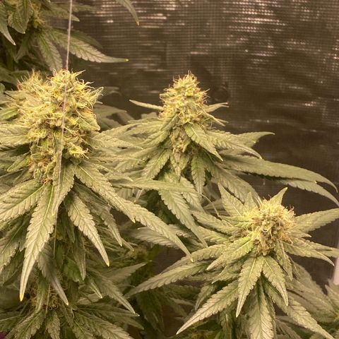 Mimosa Evo growlog timeline photo