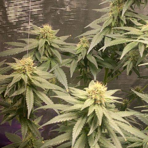 Mimosa Evo growlog timeline photo