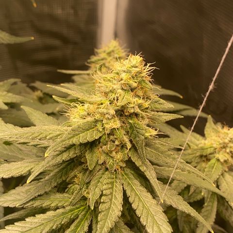 Mimosa Evo growlog timeline photo